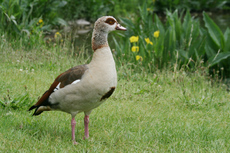 15-Nilgans-051.jpg